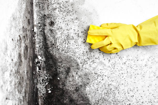Best Crawl Space Mold Remediation  in Eatons Neck, NY