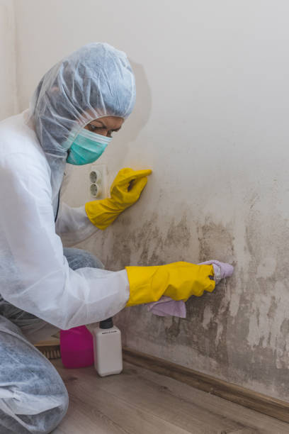 Best Mold Odor Removal Services  in Eatons Neck, NY