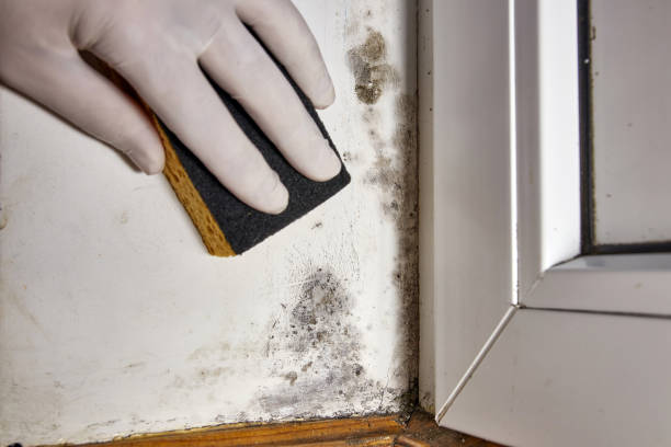 Best Residential Mold Inspection & Testing  in Eatons Neck, NY